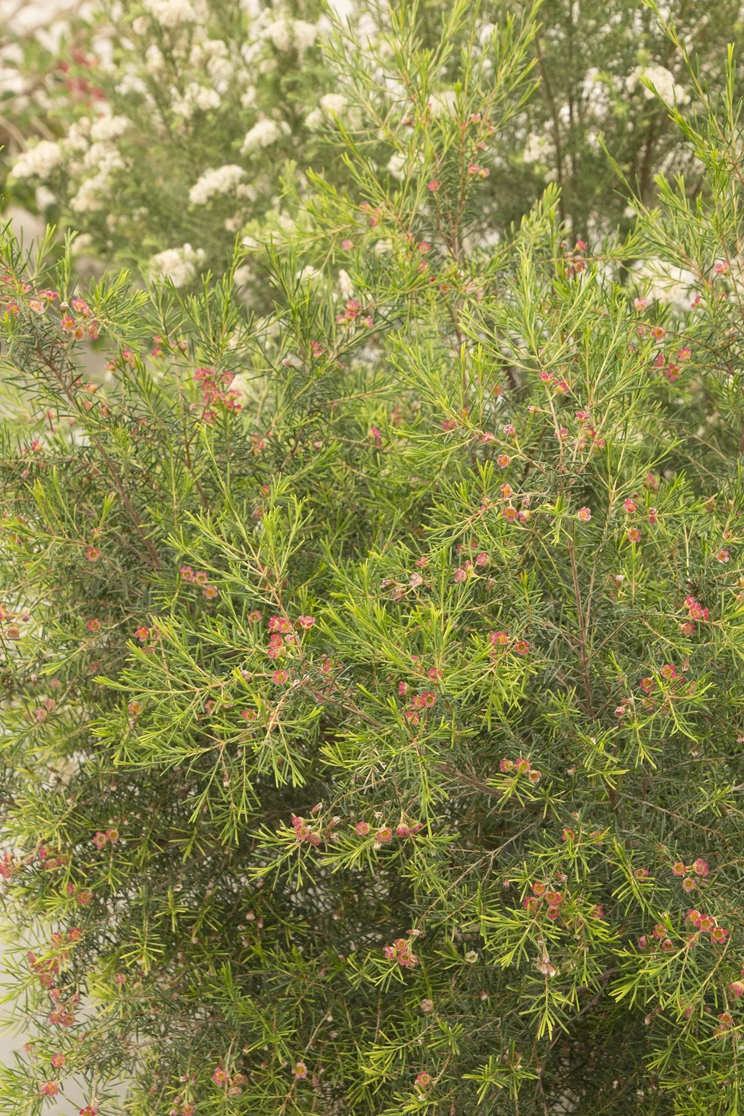 My Sweet Sixteen Waxflower