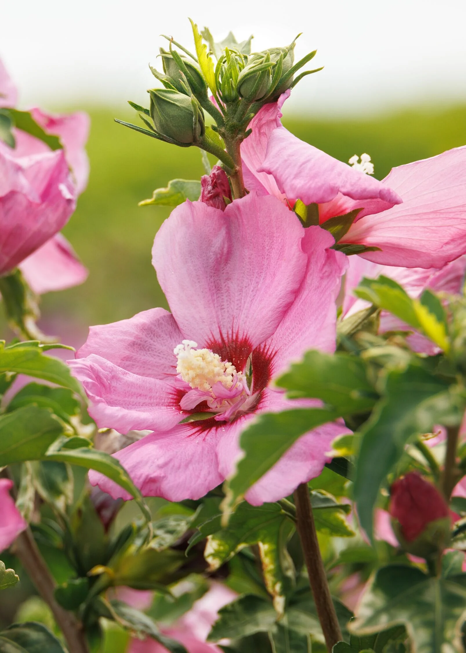 Chateau® de Chambord Rose of Sharon
