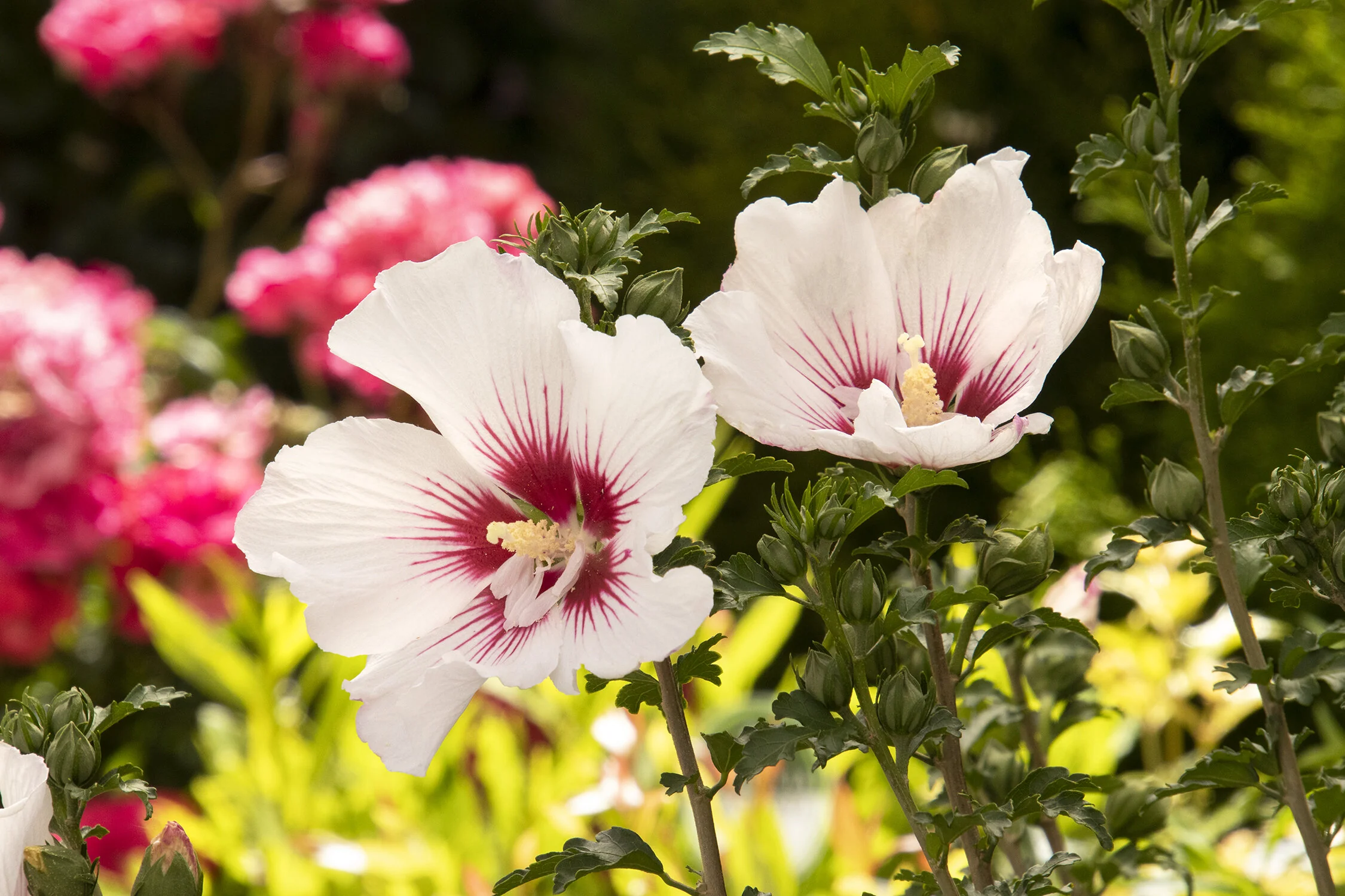 Chateau® de Chantilly Rose of Sharon