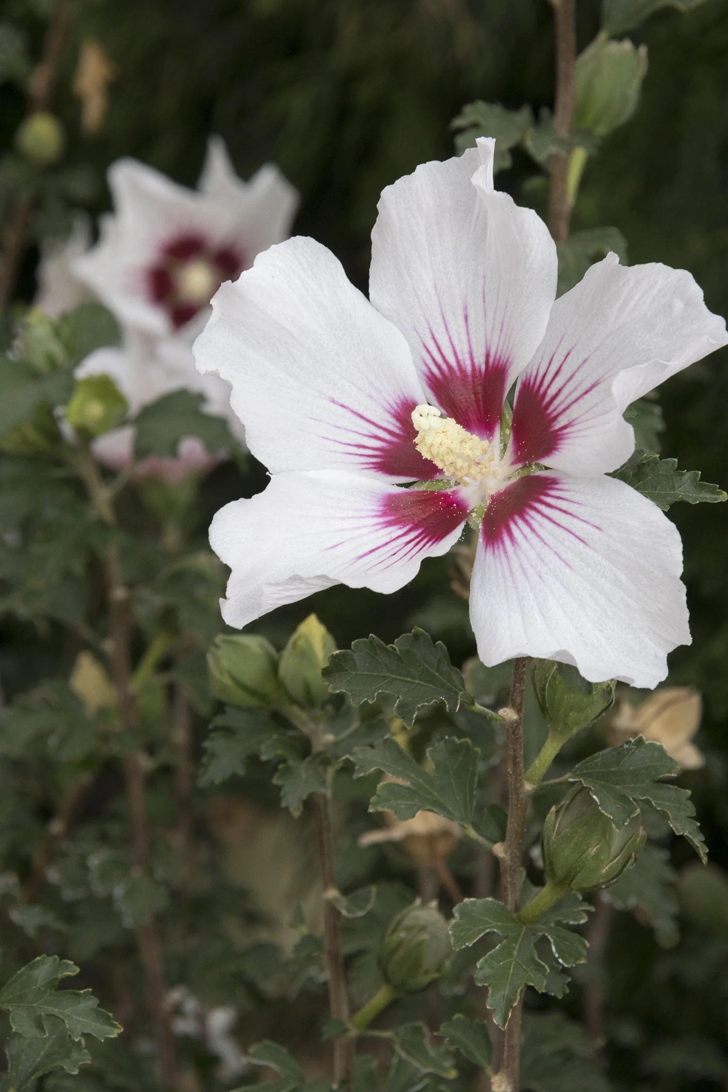 Chateau® de Chantilly Rose of Sharon