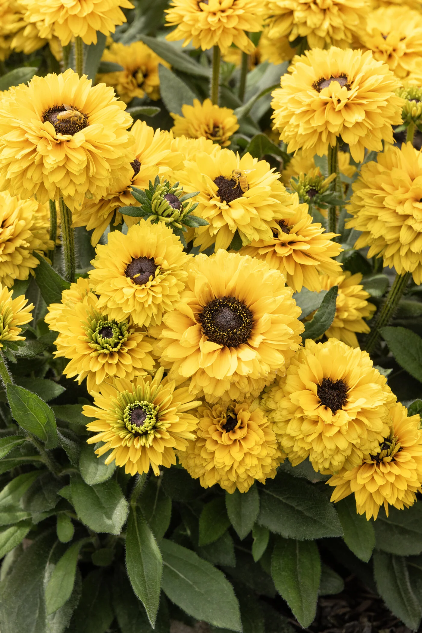Sunbeckia® Noa Black-Eyed Susan 1 Sunbeckia® Noa Black-Eyed Susan