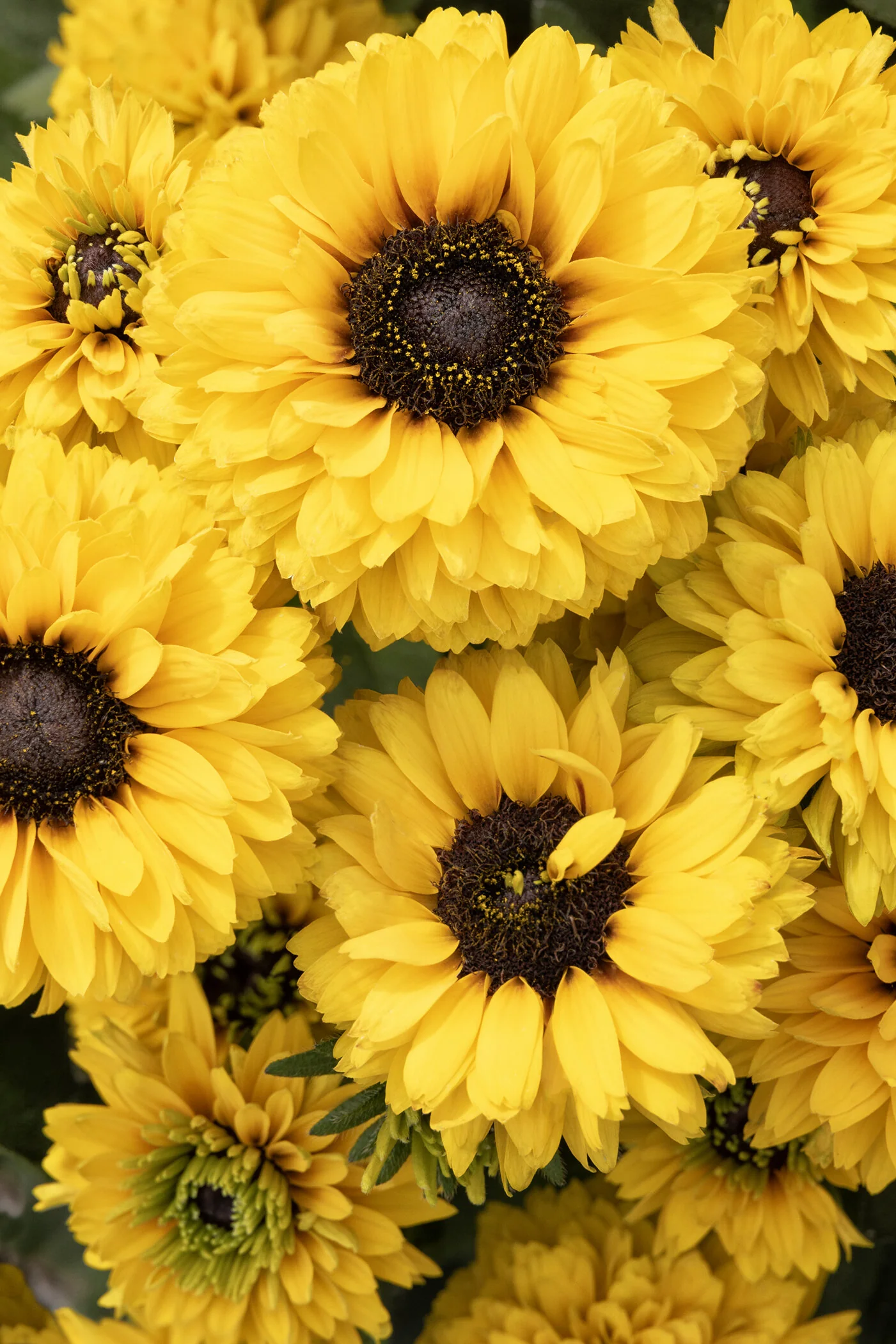 Sunbeckia® Noa Black-Eyed Susan 2 Sunbeckia® Noa Black-Eyed Susan
