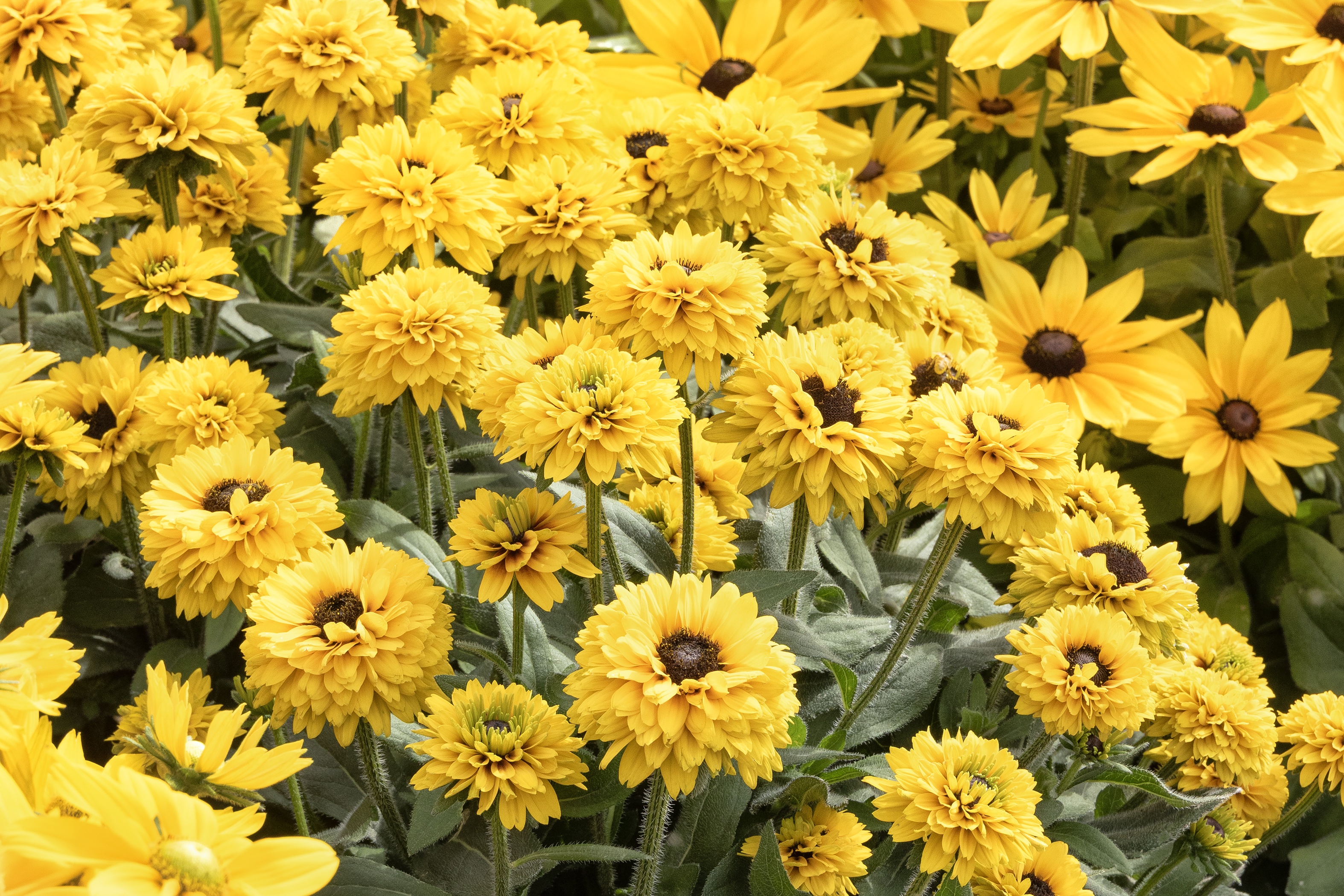 Sunbeckia® Noa Black-Eyed Susan 3 Sunbeckia® Noa Black-Eyed Susan