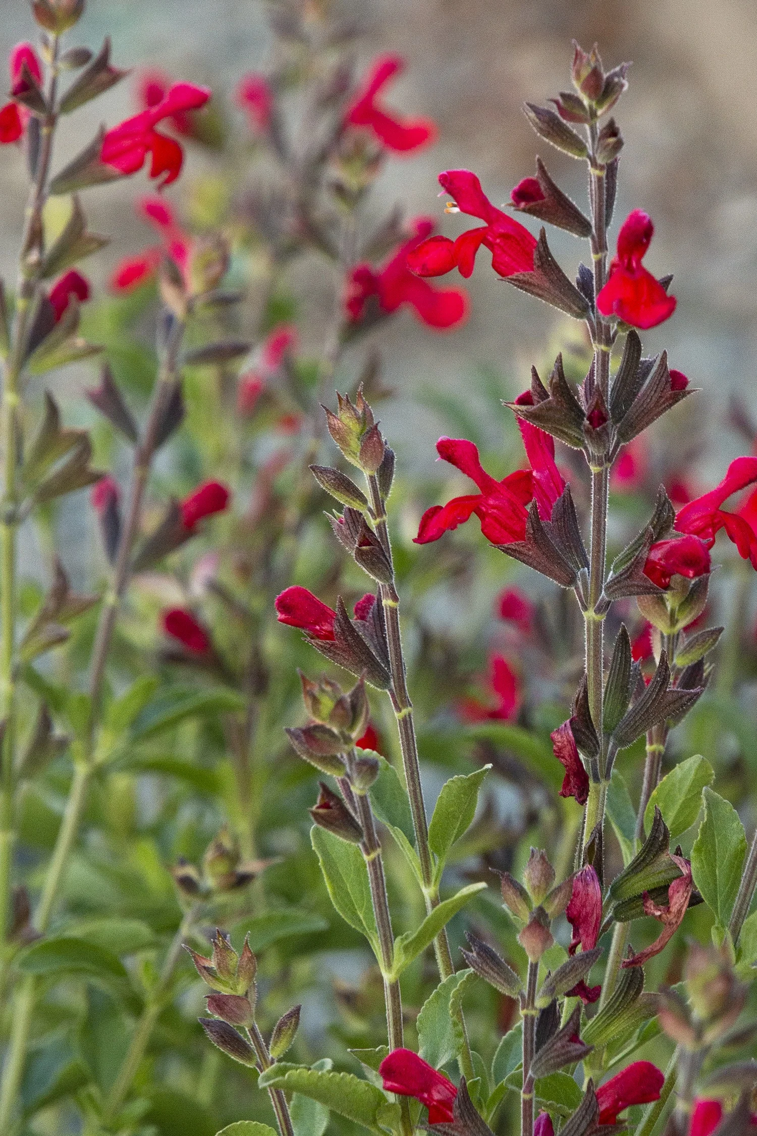 Radio Red Autumn Sage 1 Radio Red Autumn Sage
