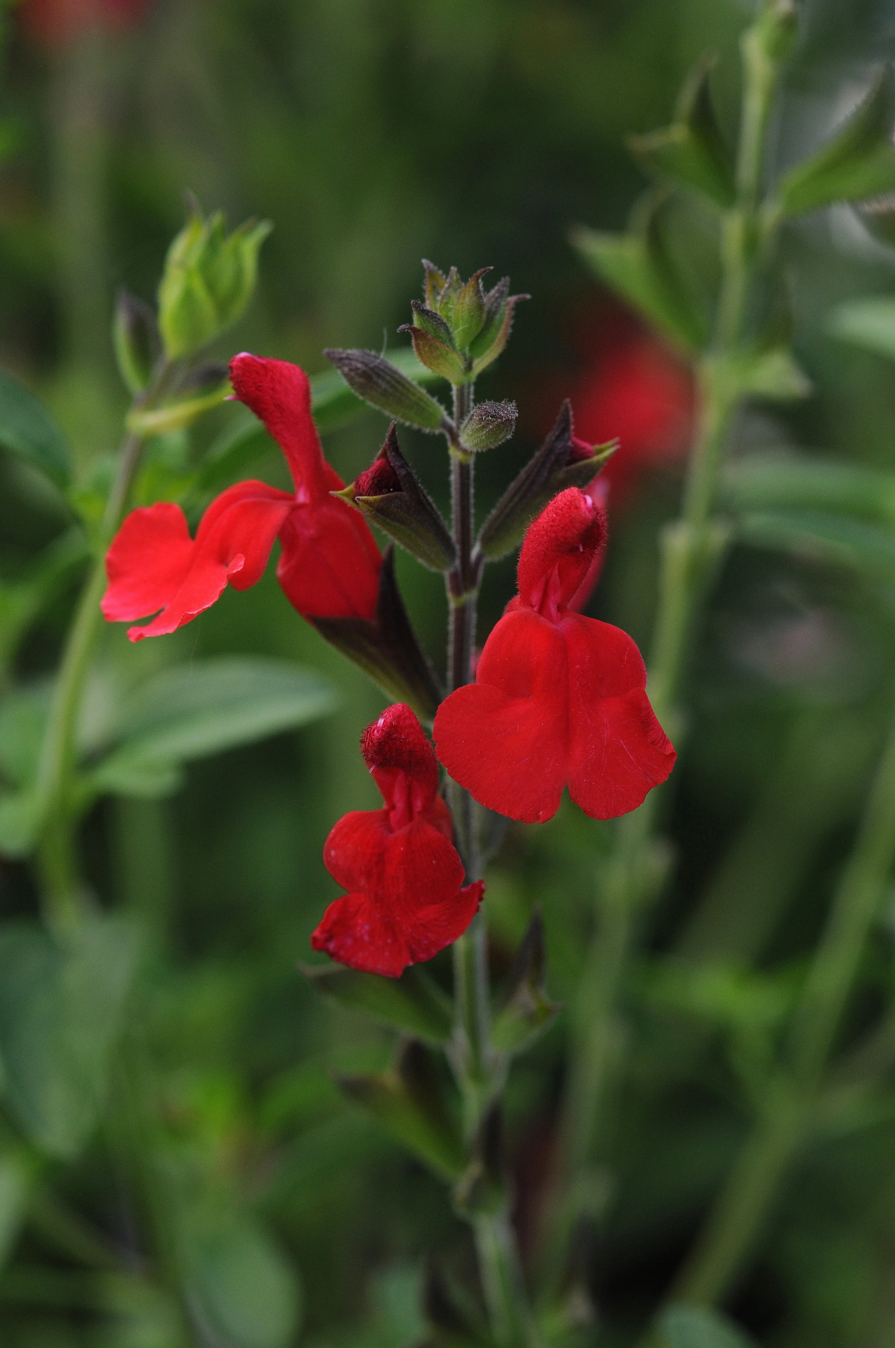 Radio Red Autumn Sage 2 Radio Red Autumn Sage
