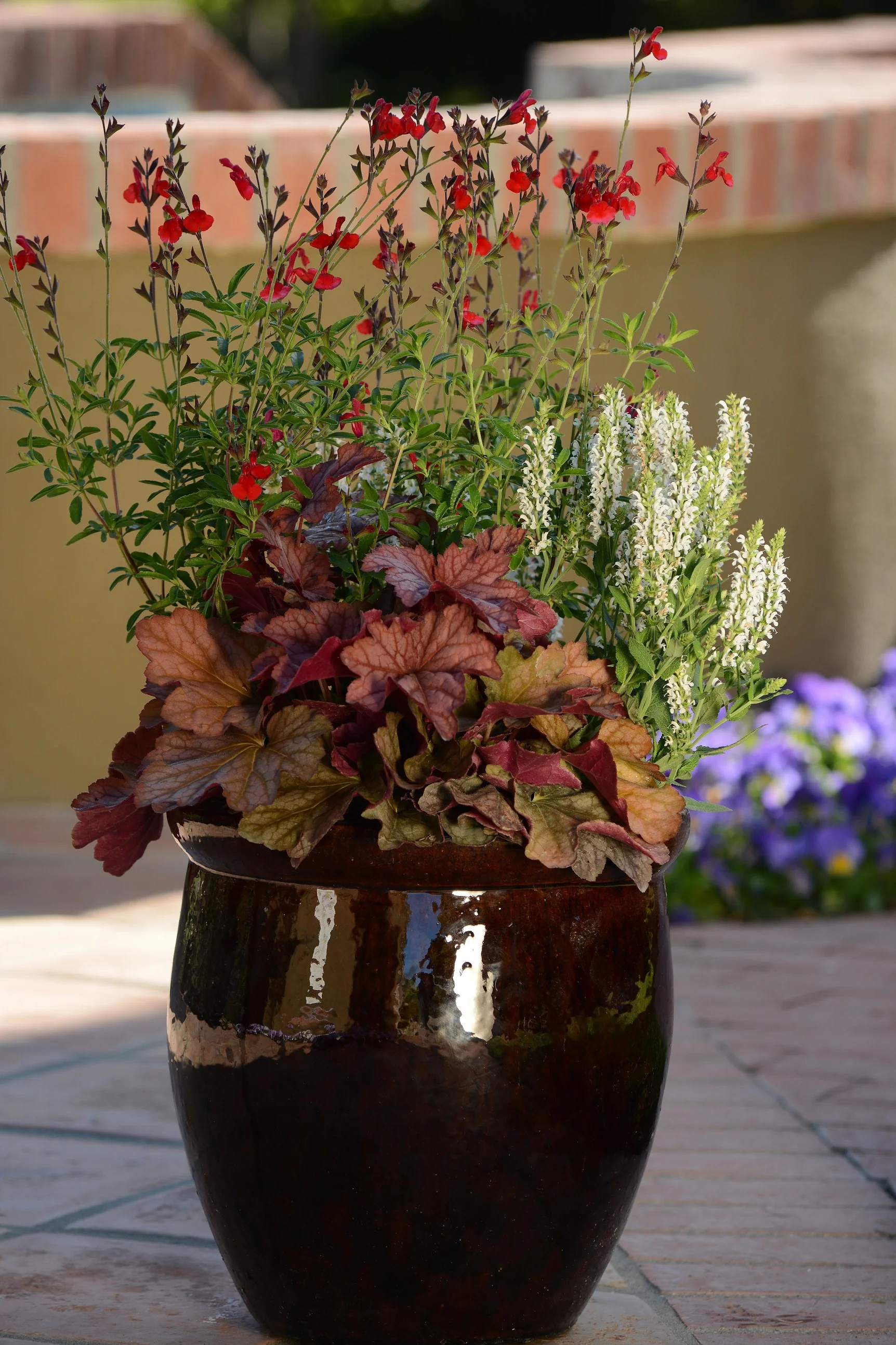 Radio Red Autumn Sage 3 Radio Red Autumn Sage