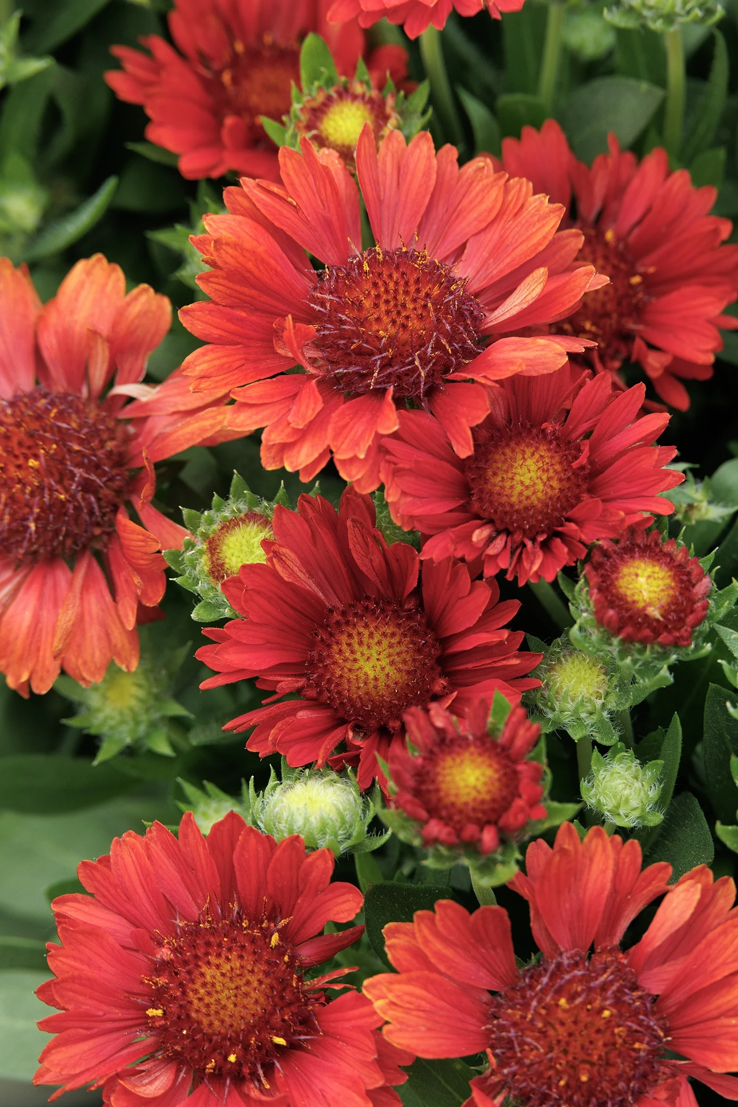 Sunset Celebration Blanket Flower 9 Sunset Celebration Blanket Flower
