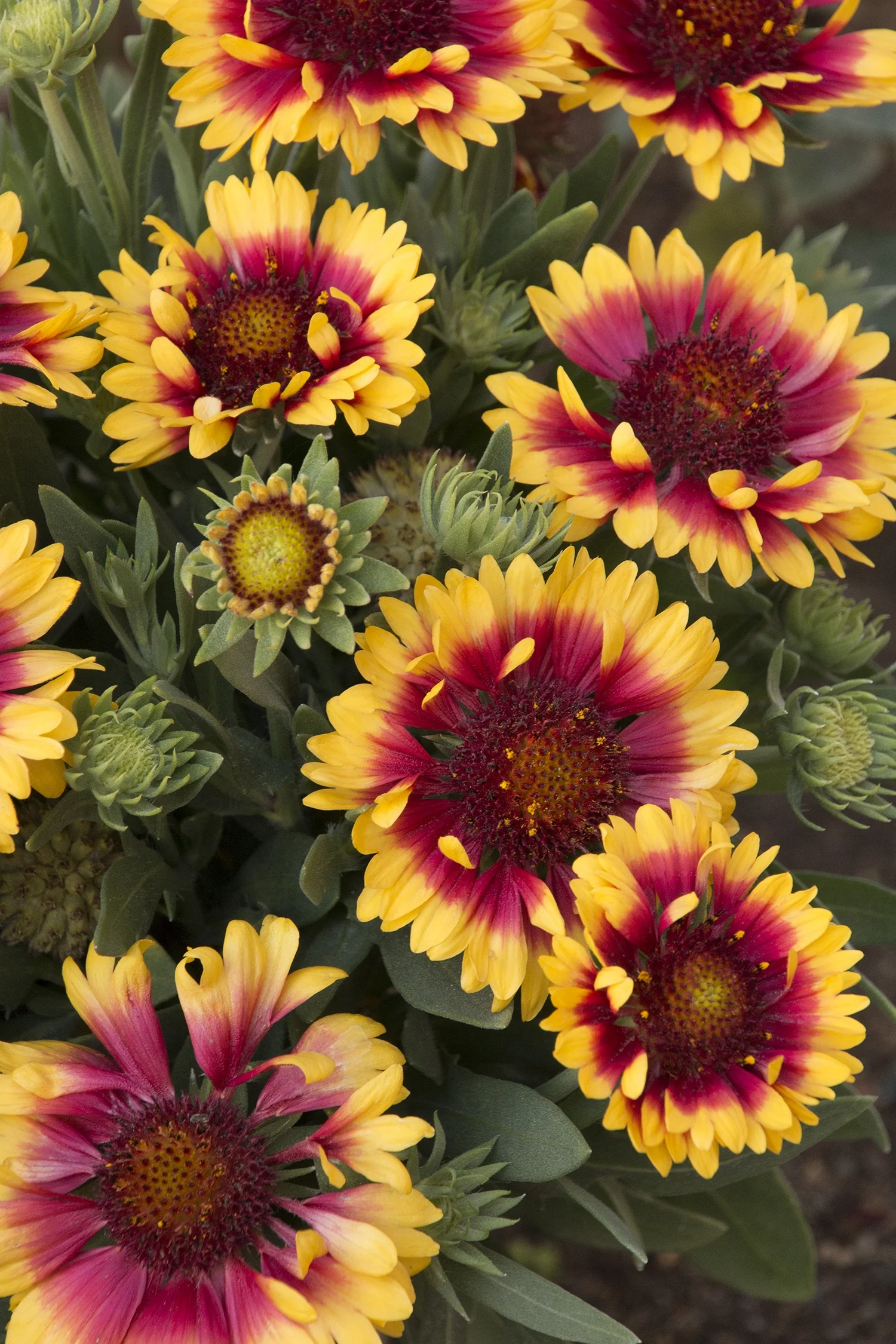 Sunset Snappy Blanket Flower 1 Sunset Snappy Blanket Flower