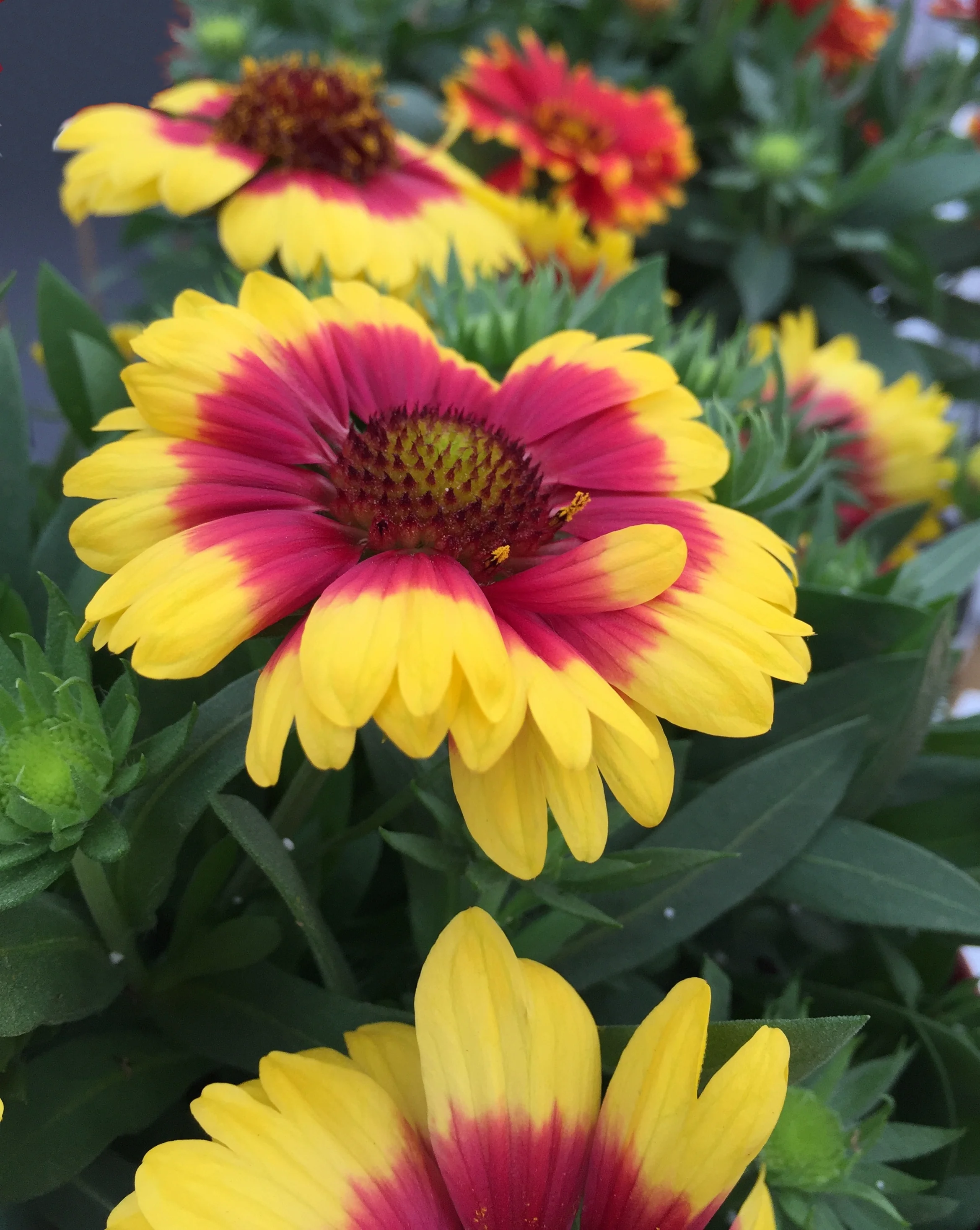Sunset Snappy Blanket Flower 2 Sunset Snappy Blanket Flower