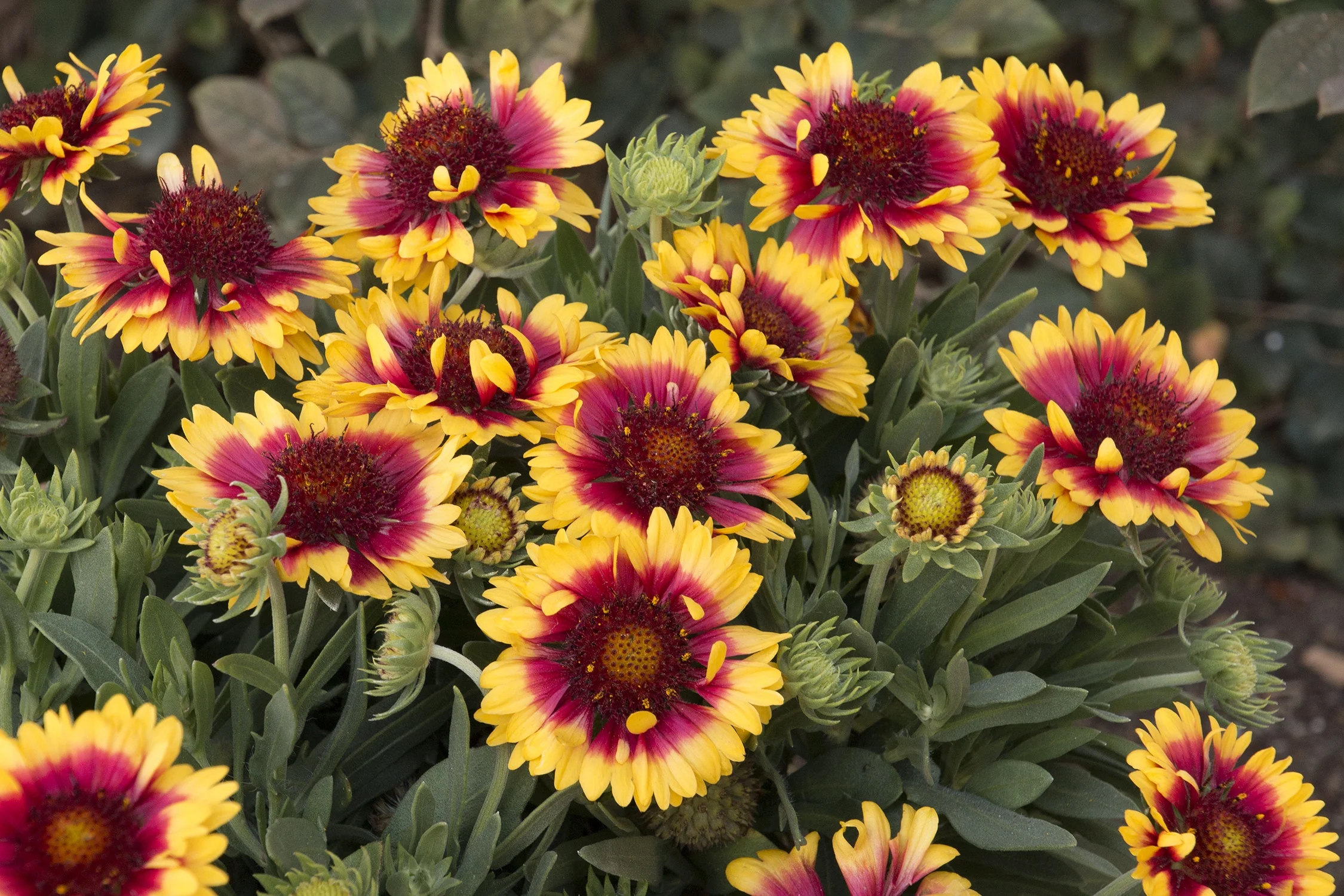 Sunset Snappy Blanket Flower 3 Sunset Snappy Blanket Flower
