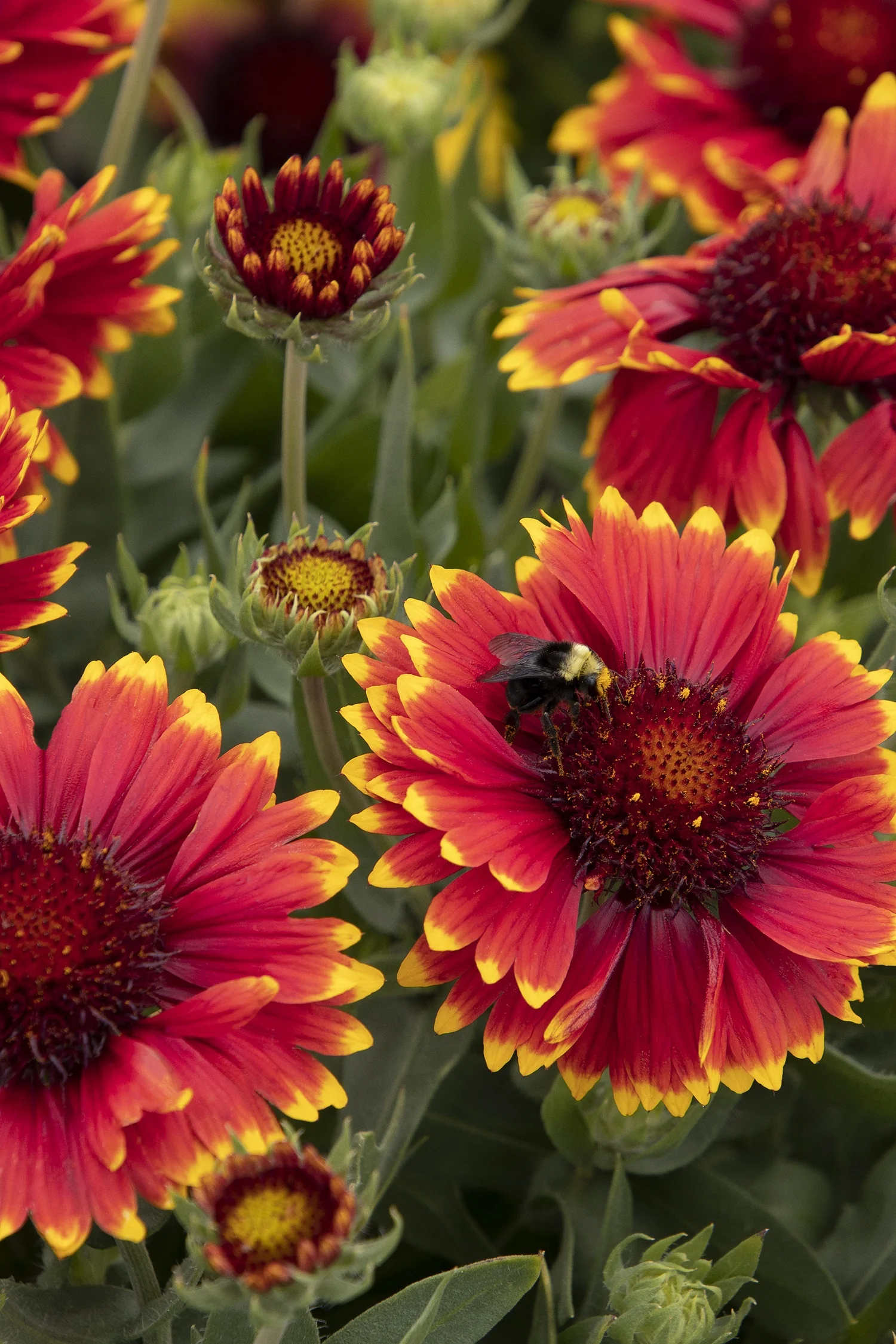 Sunset Flash Blanket Flower 8 Sunset Flash Blanket Flower