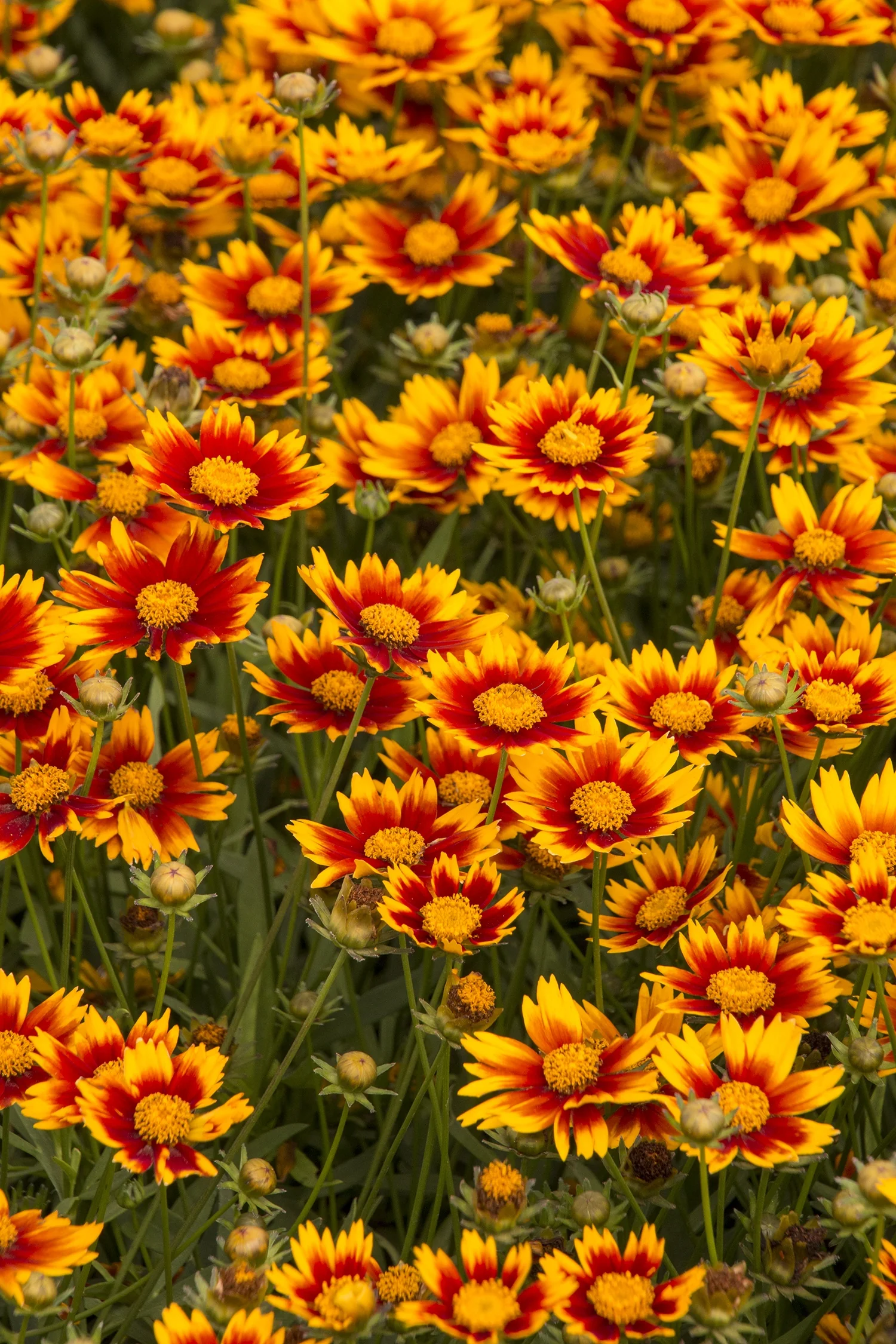 Li'l Bang™ Daybreak Coreopsis 6 Li'l Bang™ Daybreak Coreopsis