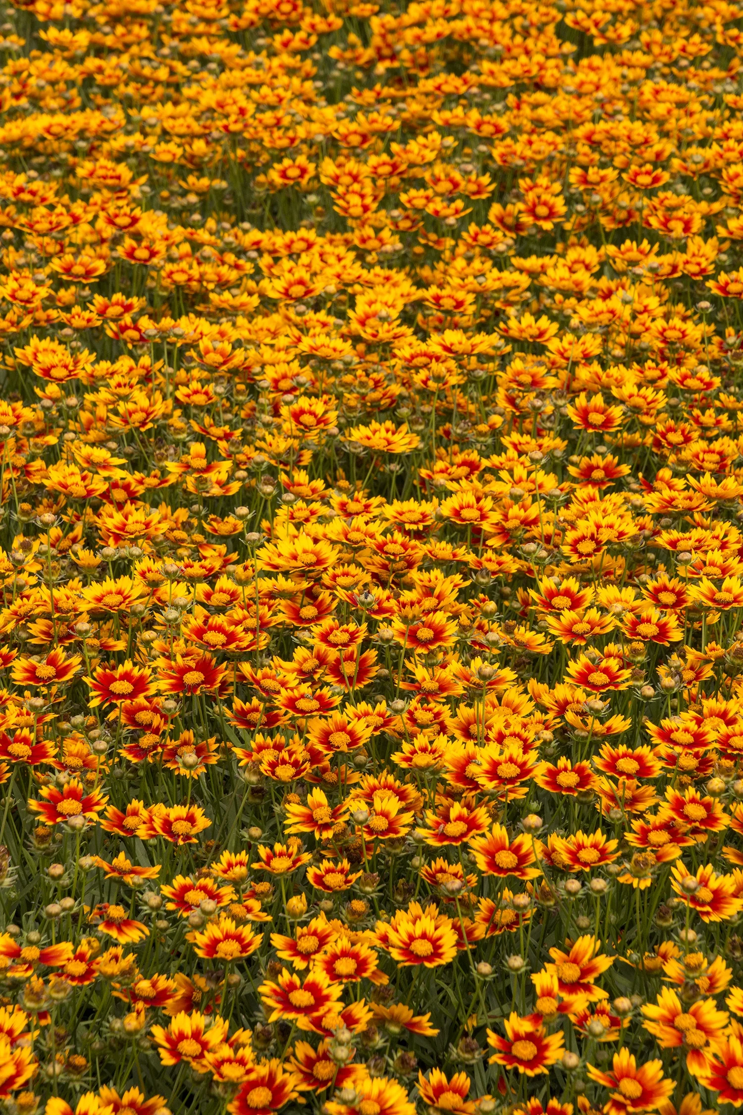 Li'l Bang™ Daybreak Coreopsis 2 Li'l Bang™ Daybreak Coreopsis