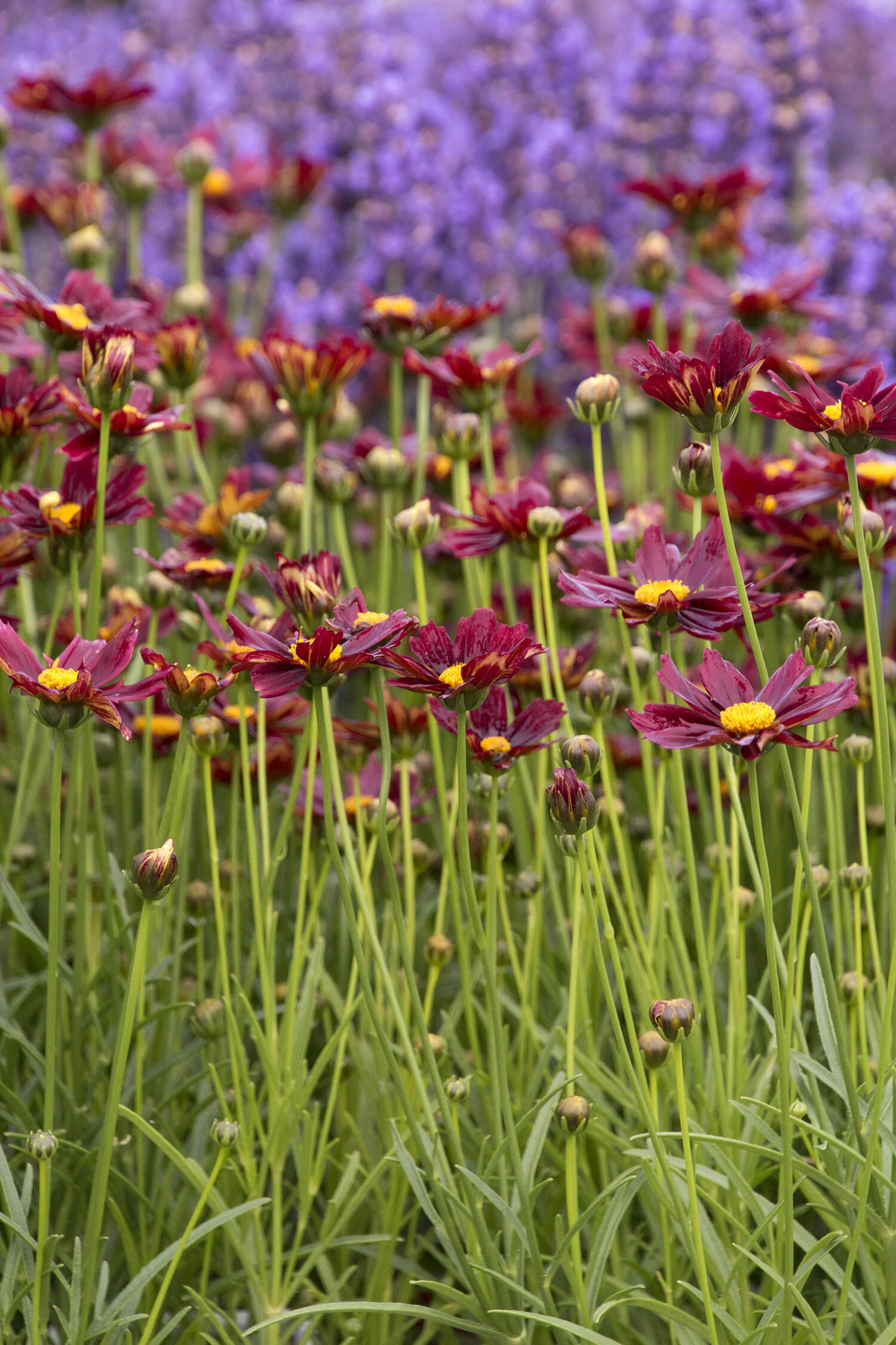 Li'l Bang™ Red Elf Coreopsis 7 Li'l Bang™ Red Elf Coreopsis