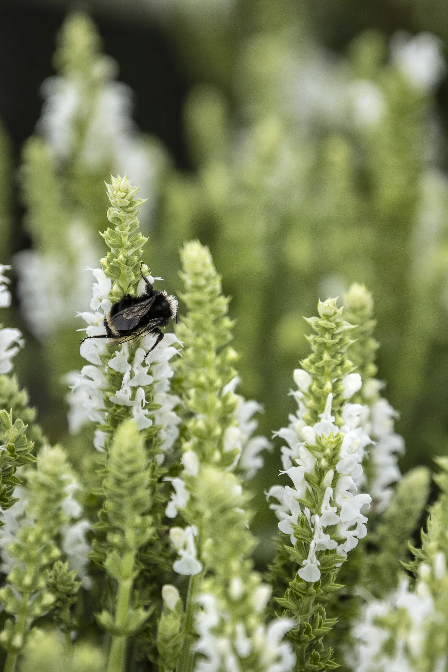 Apex™ White Meadow Sage 7 Apex™ White Meadow Sage