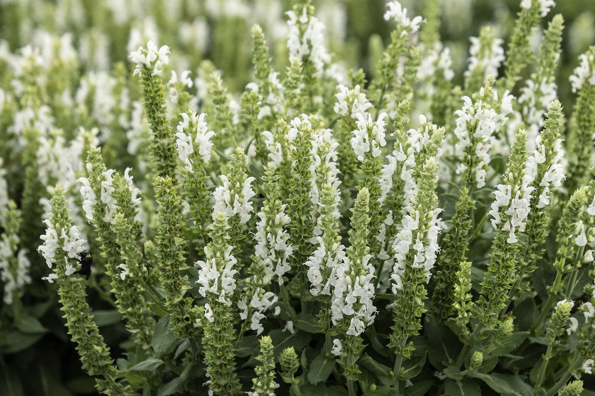 Apex™ White Meadow Sage 2 Apex™ White Meadow Sage