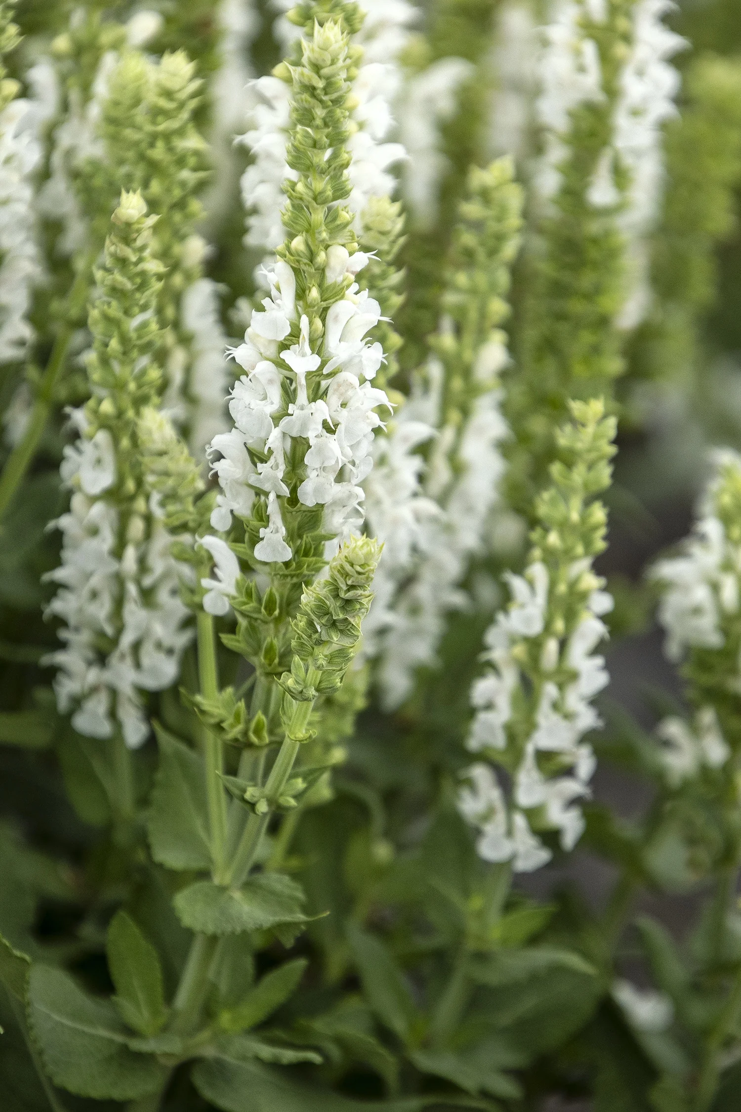 Apex™ White Meadow Sage 3 Apex™ White Meadow Sage