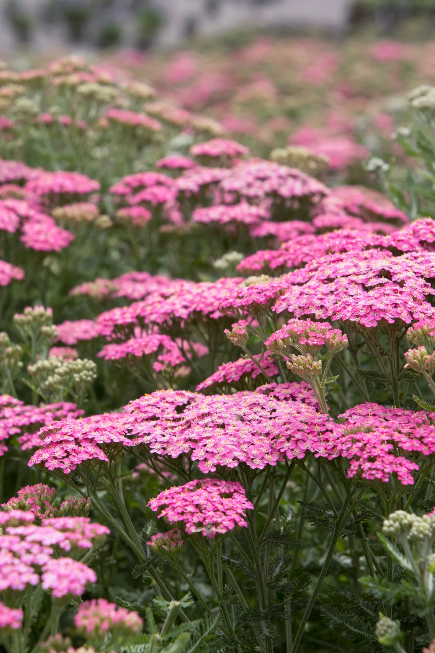 Pretty Belinda Yarrow 3 Pretty Belinda Yarrow