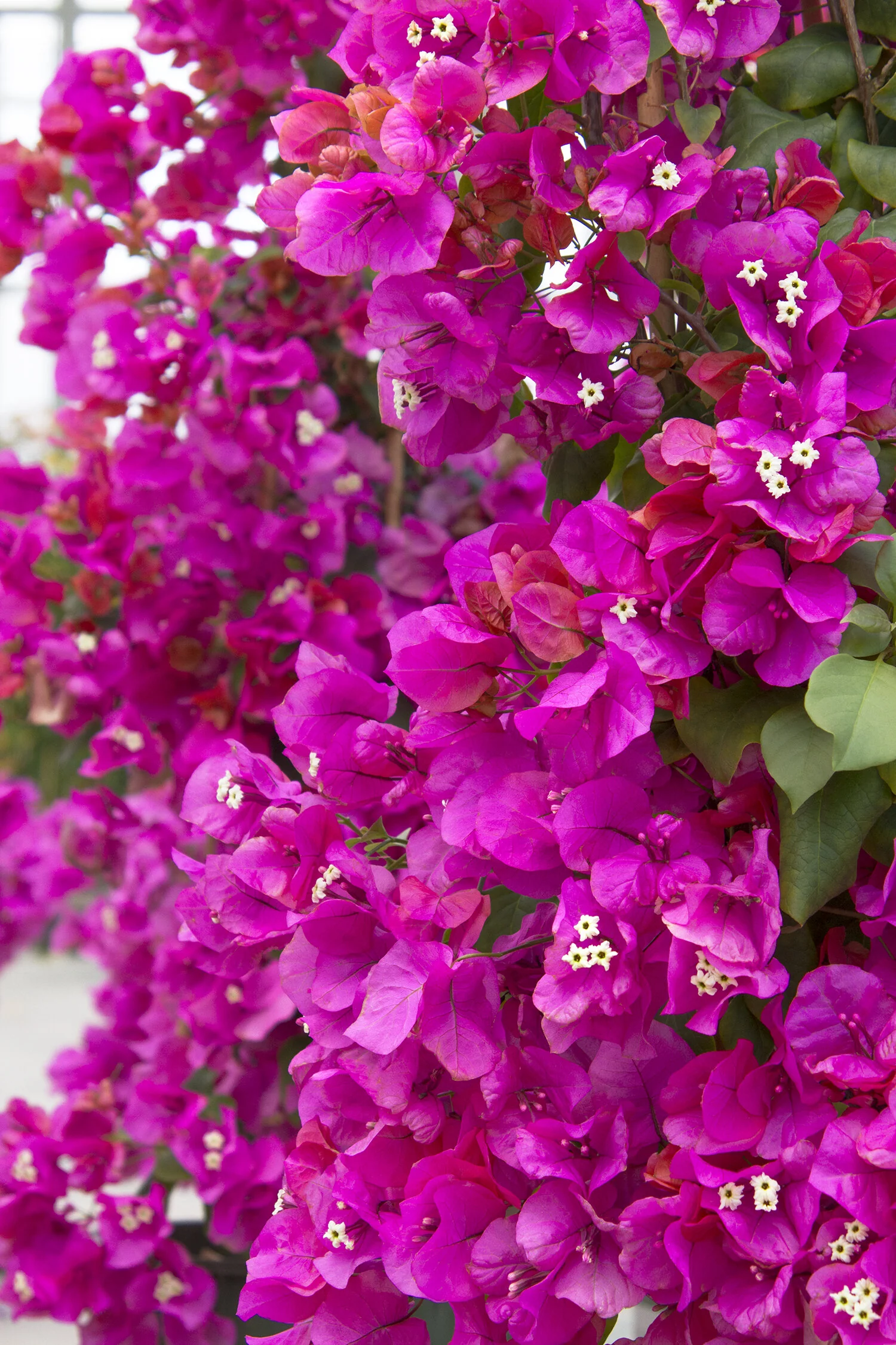 James Walker Bougainvillea 5 James Walker Bougainvillea