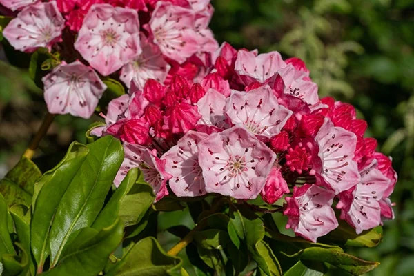 Nipmuck Mountain Laurel 6 Nipmuck Mountain Laurel