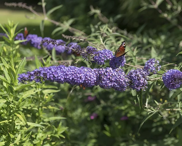 Buzz™ Sky Blue Butterfly Bush