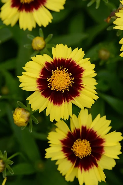 UpTick™ Yellow & Red Coreopsis 3 UpTick™ Yellow & Red Coreopsis