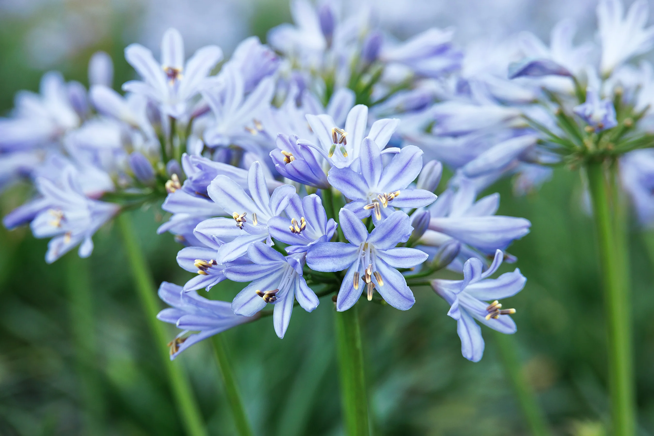 Baby Pete™ Agapanthus 4 Baby Pete™ Agapanthus