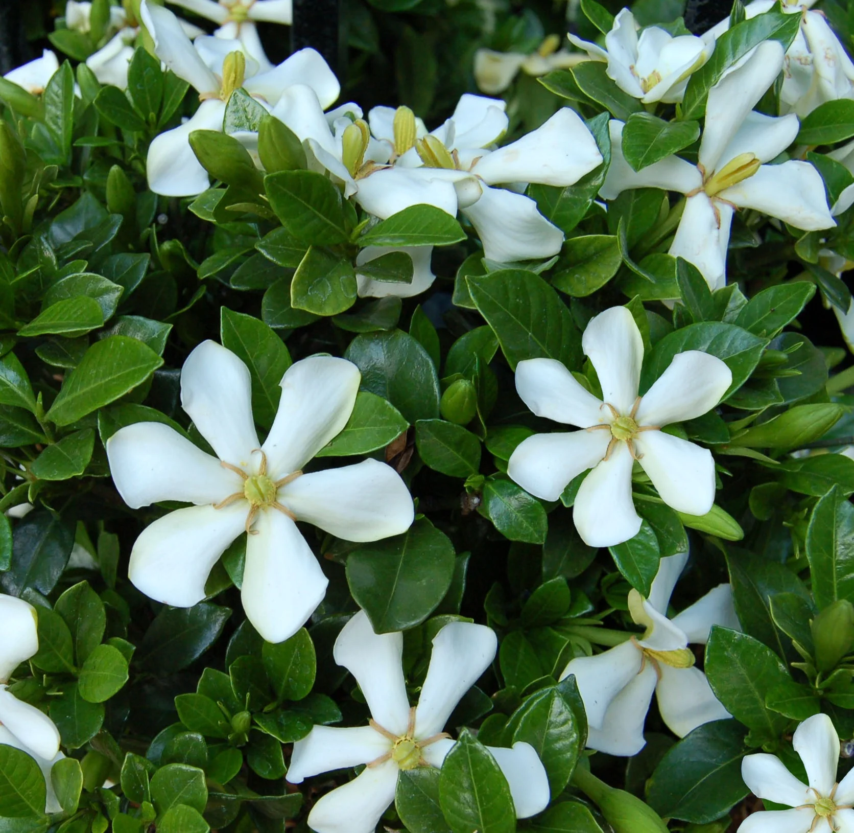 Pinwheel® Gardenia 1 Pinwheel® Gardenia