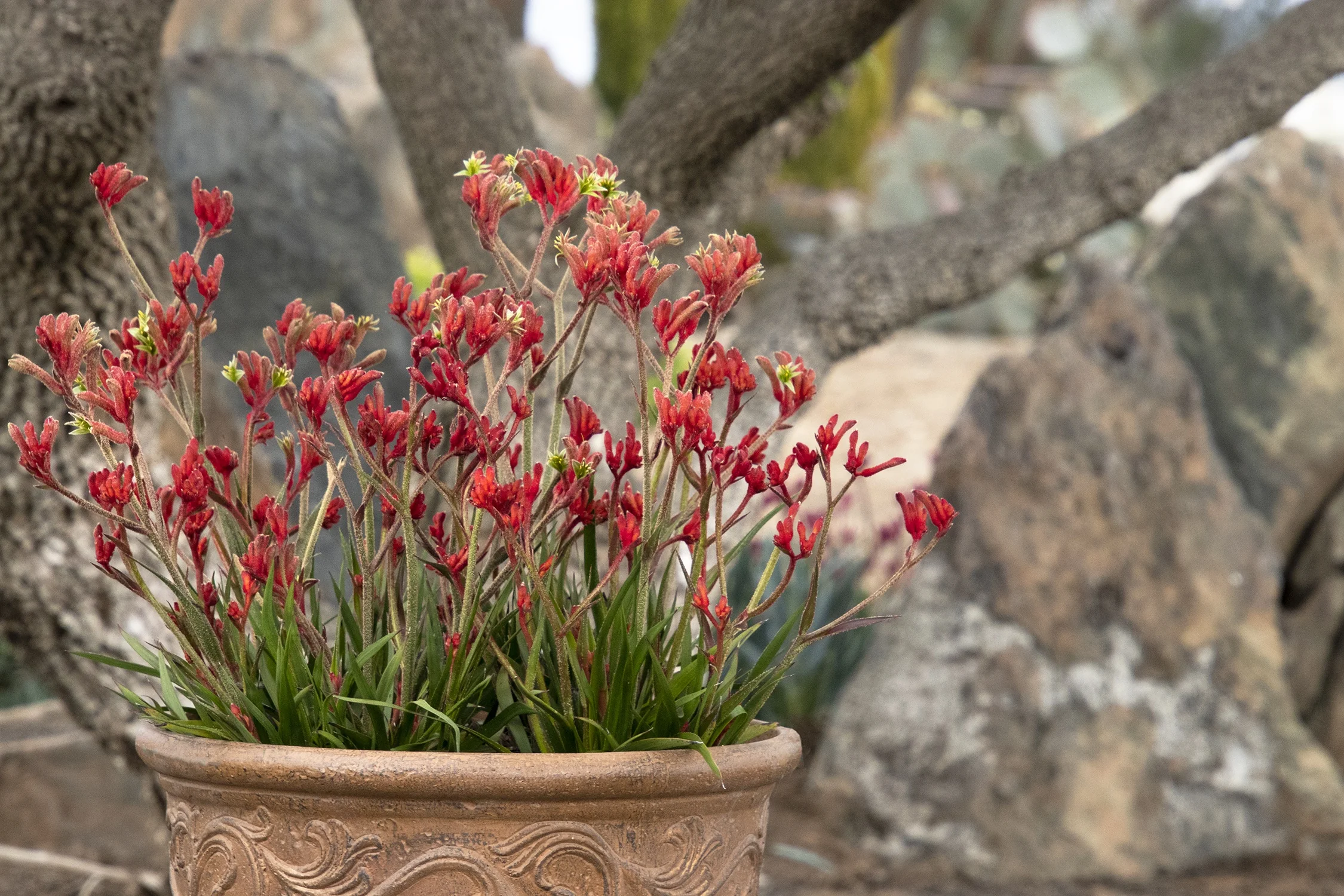 Kanga Red Kangaroo Paw 2 Kanga Red Kangaroo Paw