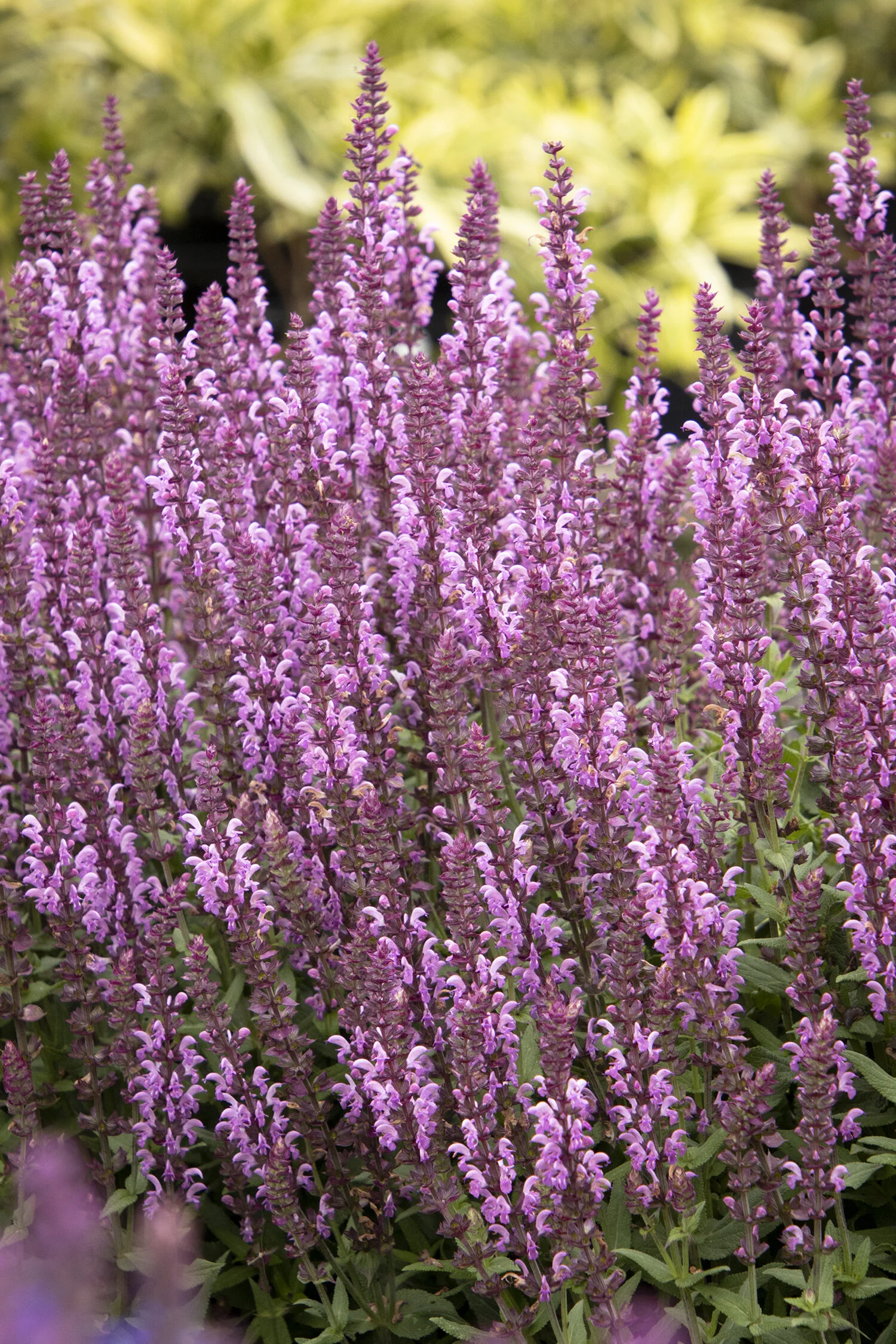 Apex™ Pink Meadow Sage