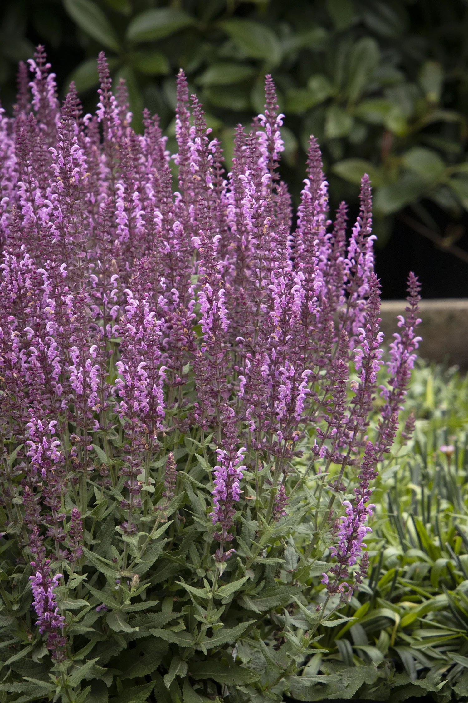Apex™ Pink Meadow Sage