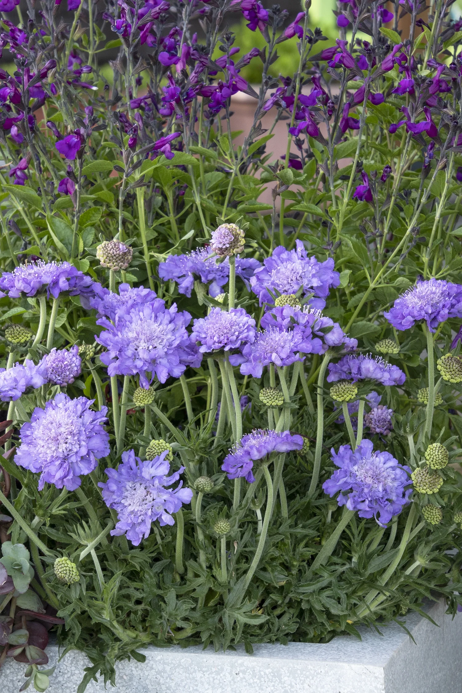 Giga® Blue Pincushion Flower
