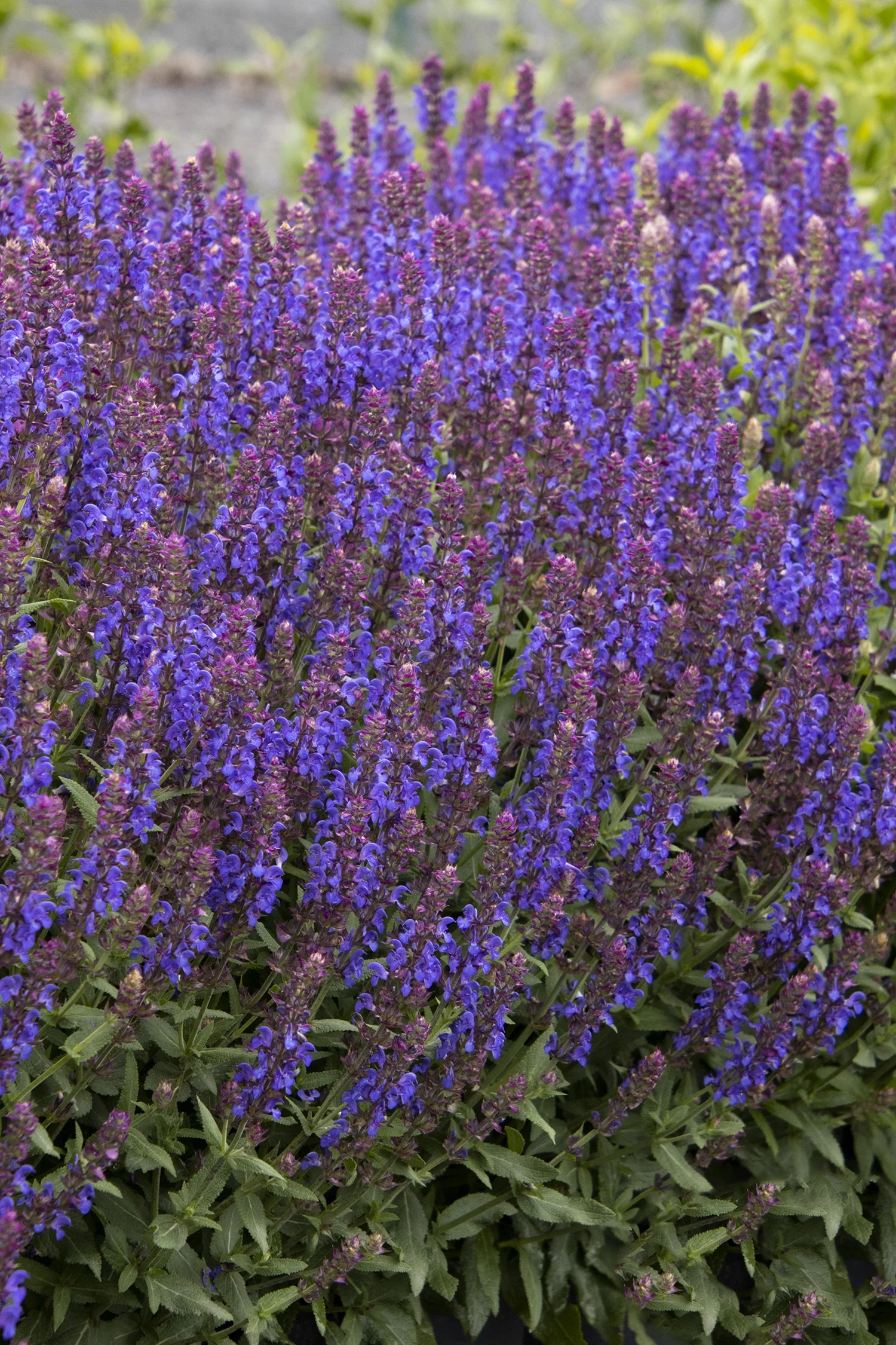 Apex™ Blue Meadow Sage