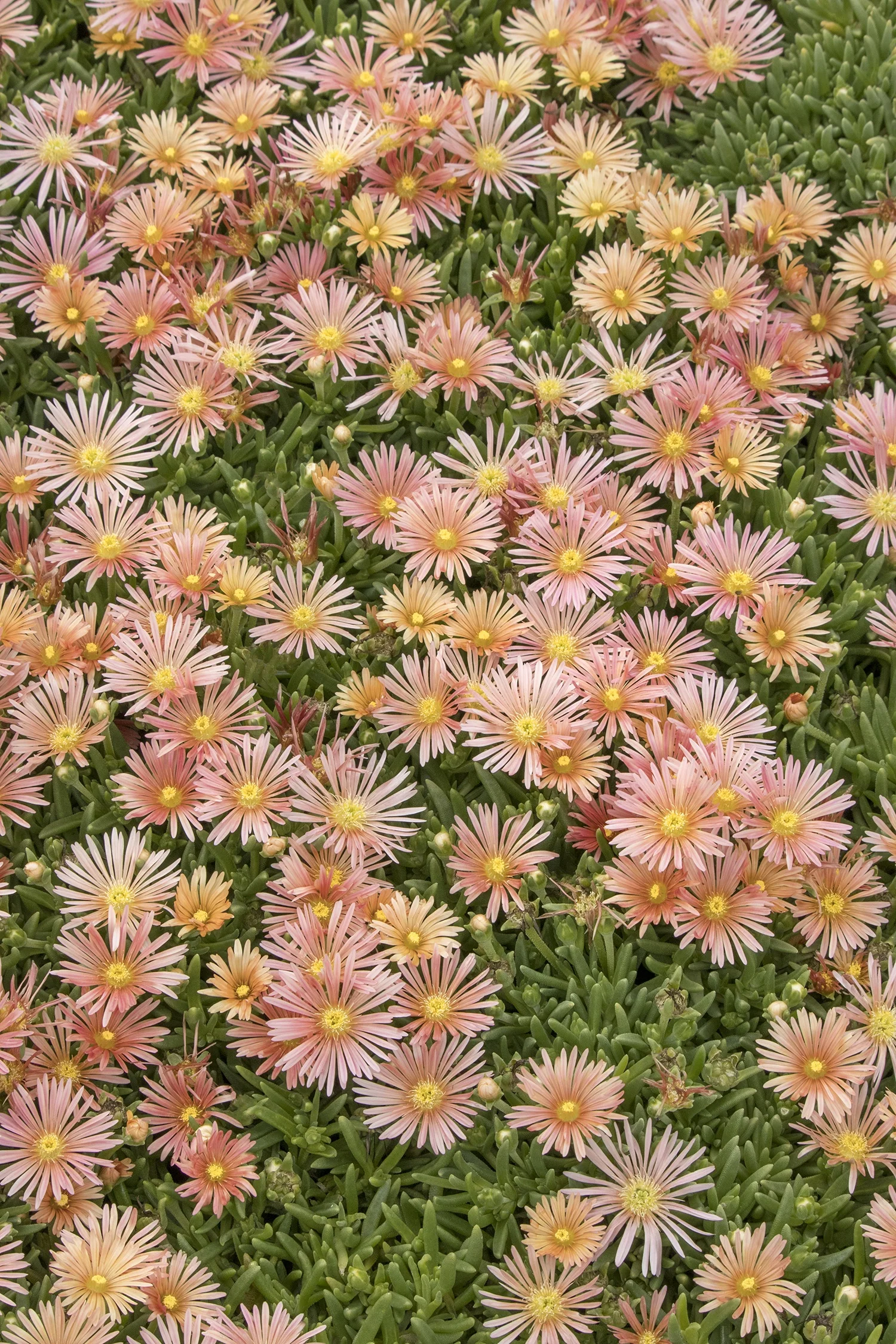 Mesa Verde® Ice Plant 1 Mesa Verde® Ice Plant