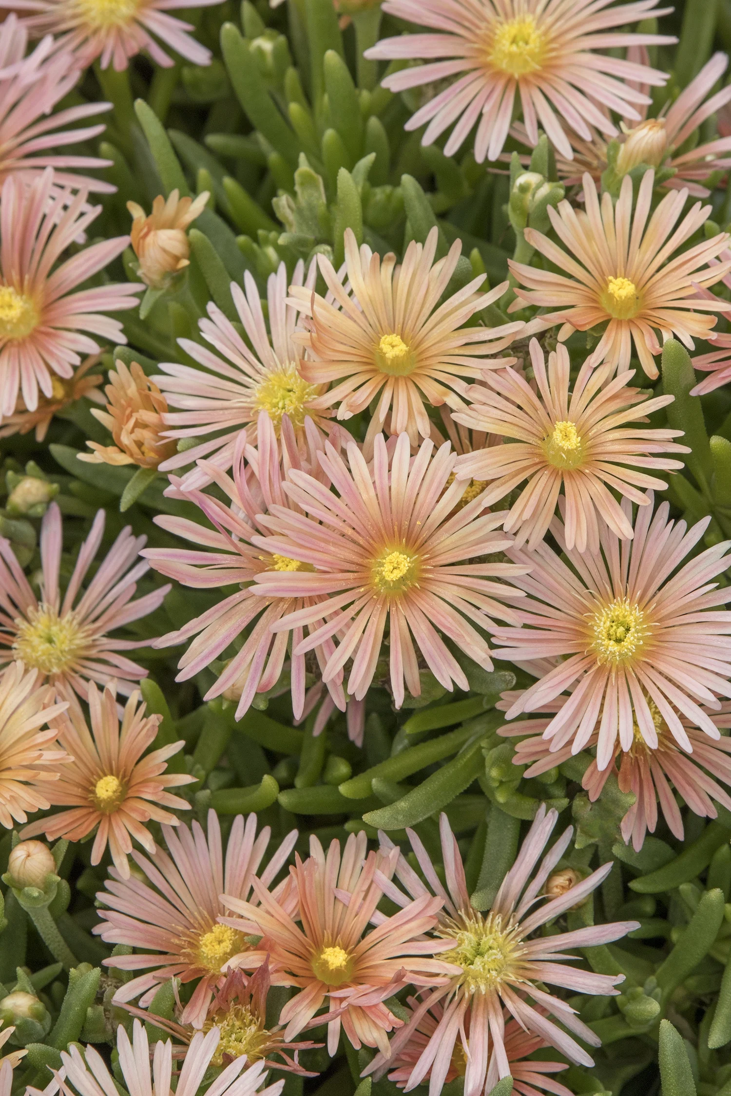 Mesa Verde® Ice Plant 2 Mesa Verde® Ice Plant