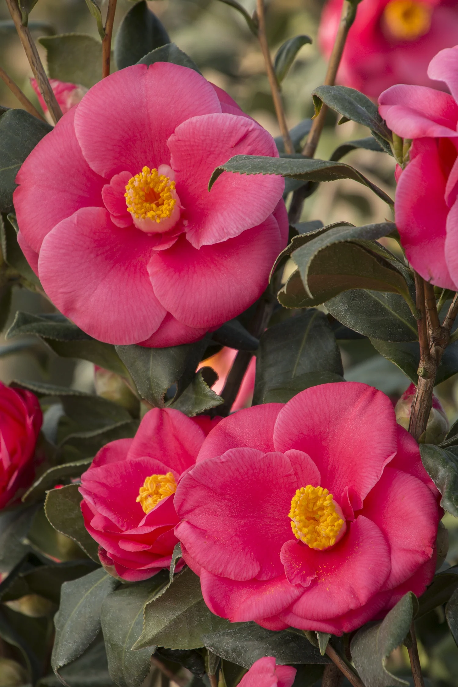 Anacostia Japanese Camellia 9 Anacostia Japanese Camellia