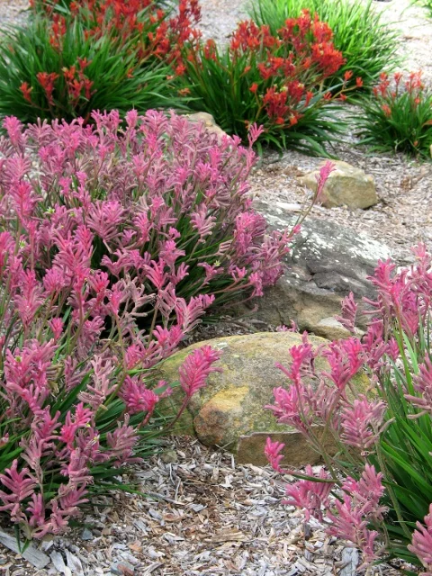 Bush Pearl Kangaroo Paw