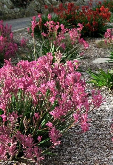 Bush Pearl Kangaroo Paw 2 Bush Pearl Kangaroo Paw