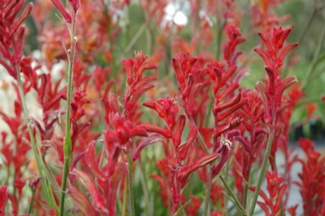 Bush Ballad Kangaroo Paw 4 Bush Ballad Kangaroo Paw