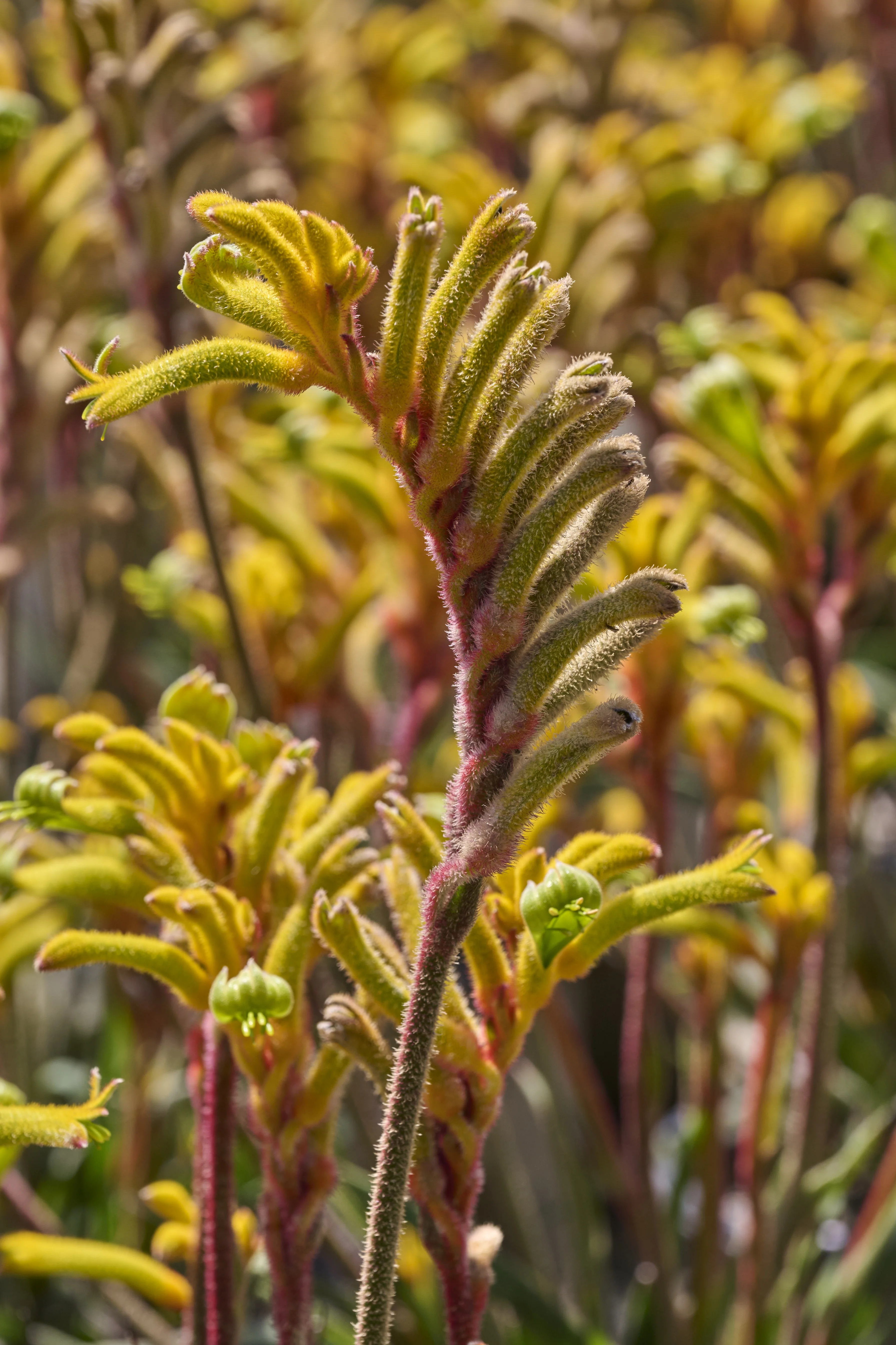 Bush Tenacity Kangaroo Paw 3 Bush Tenacity Kangaroo Paw