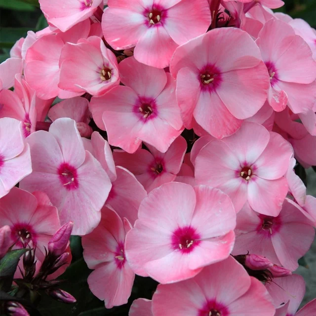 Sweet Summer® Queen™ Garden Phlox 1 Sweet Summer® Queen™ Garden Phlox