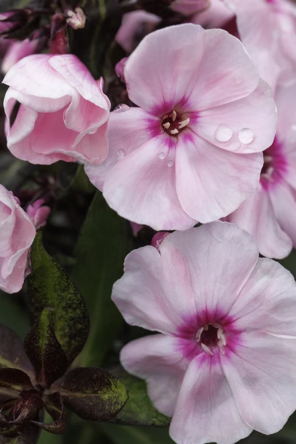 Sweet Summer® Queen™ Garden Phlox 2 Sweet Summer® Queen™ Garden Phlox