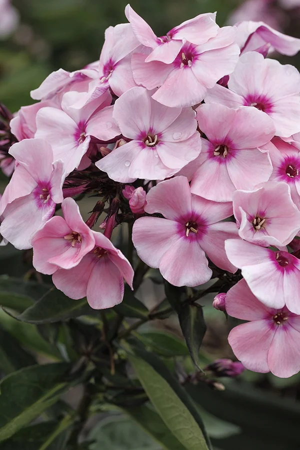 Sweet Summer® Queen™ Garden Phlox 3 Sweet Summer® Queen™ Garden Phlox
