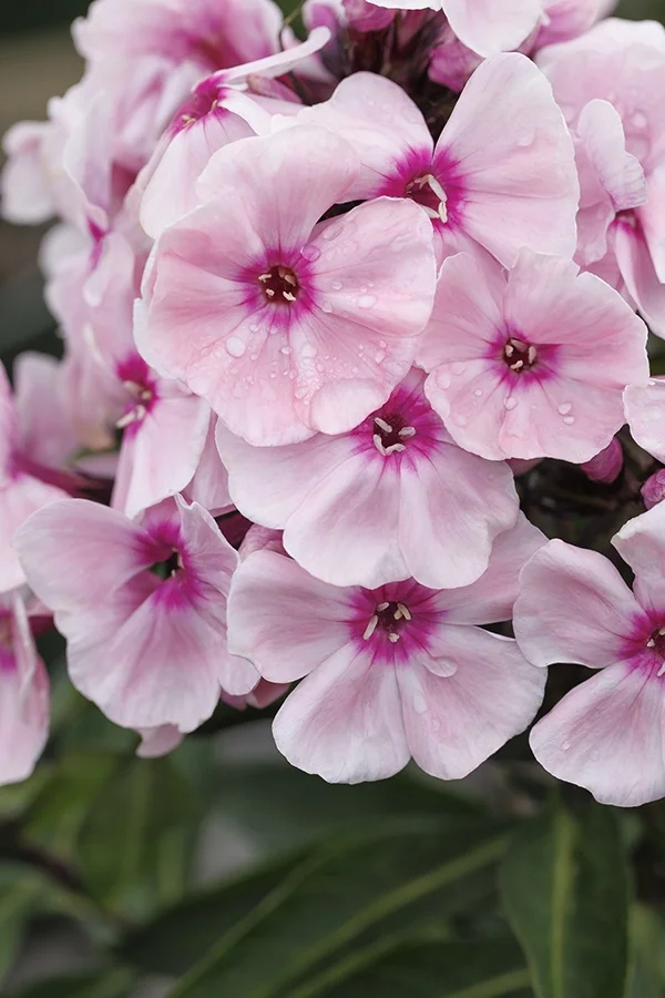 Sweet Summer® Queen™ Garden Phlox 4 Sweet Summer® Queen™ Garden Phlox