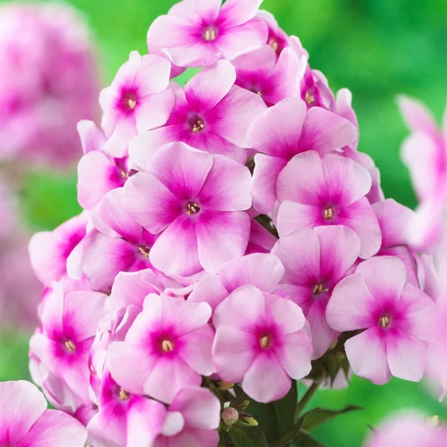 Sweet Summer® Festival Garden Phlox 1 Sweet Summer® Festival Garden Phlox
