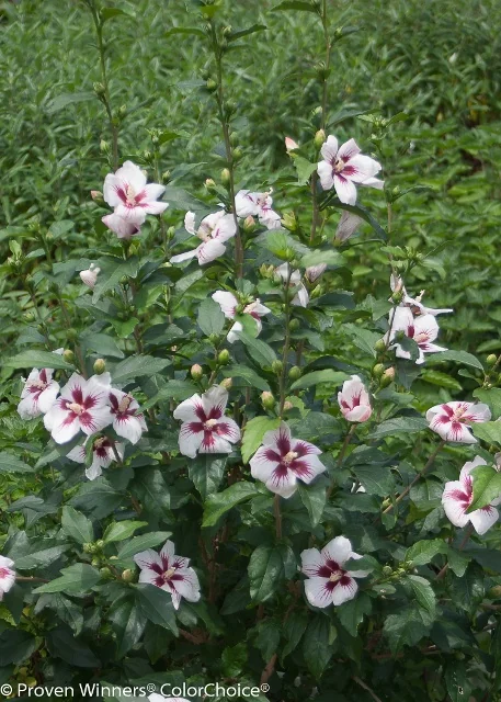 Lil' Kim® Rose of Sharon 8 Lil' Kim® Rose of Sharon