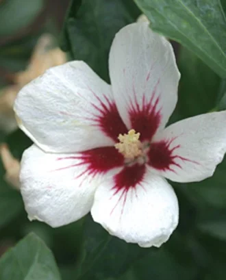 Lil' Kim® Rose of Sharon 2 Lil' Kim® Rose of Sharon