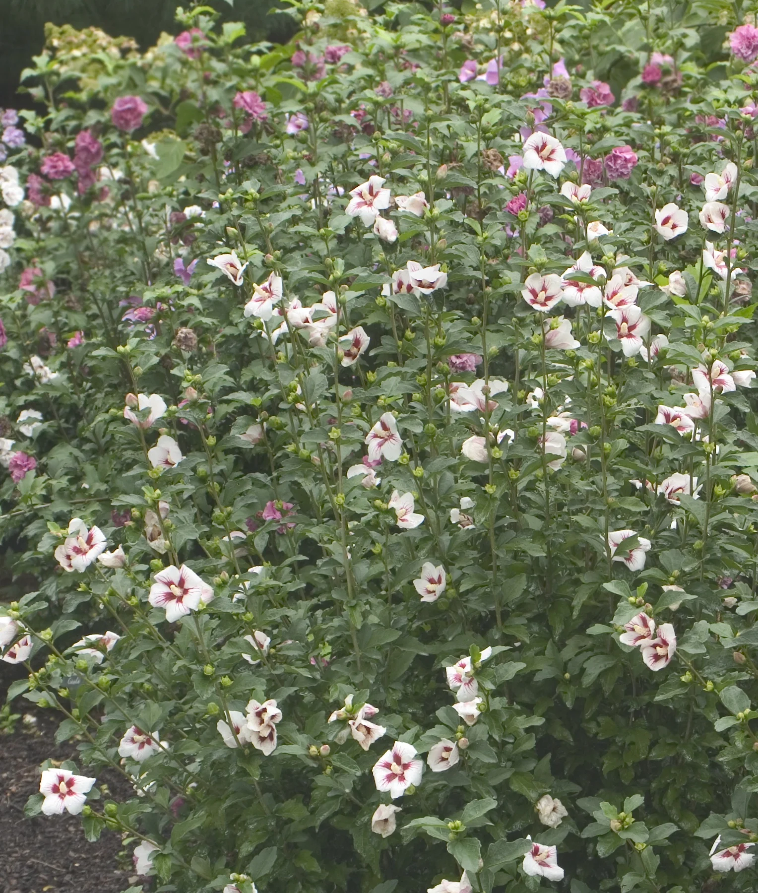 Lil' Kim® Rose of Sharon 3 Lil' Kim® Rose of Sharon