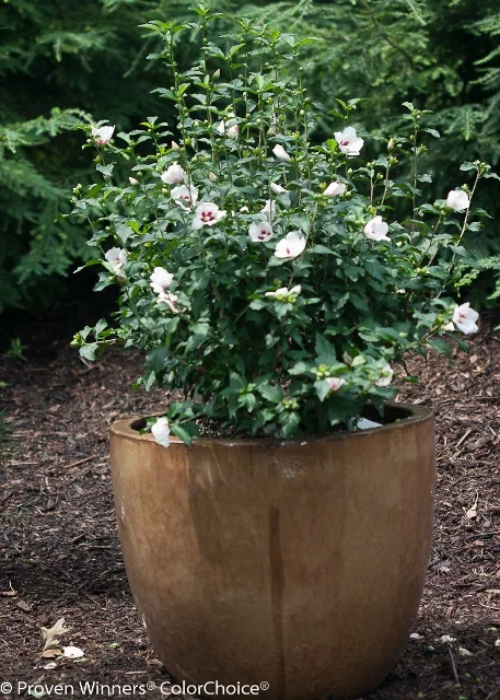Lil' Kim® Rose of Sharon 4 Lil' Kim® Rose of Sharon