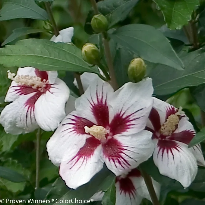 Lil' Kim® Rose of Sharon 5 Lil' Kim® Rose of Sharon